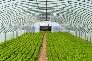 Greenhouse or tunnel with long rows of fresh green salad photo