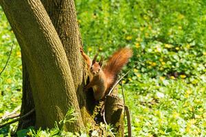 Beautiful red squirrel in the park. Eurasian red squirrel. Wild furry red squirrel with long fluffy tail photo