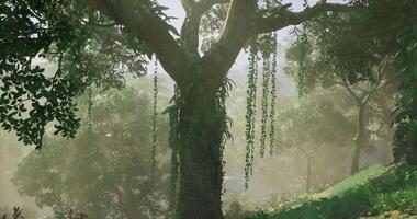 CGI Lush forest landscape with a majestic tree and cascading vines at dawn video