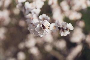 Tree branches with beautiful flowers. Spring blossom and floral nature. Spring background with bokeh photo