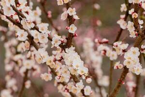 Blossoming apricot branch in spring photo