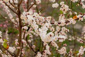 Spring flowering tree branch with white flowers. Apricot. Soft focus photo
