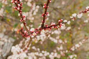 Flowering branches of an apricot tree in an orchard. Blossom tree. Spring flowers photo