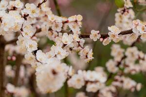 Blooming apricot tree in the spring. Honey bee collecting pollen from tree blossom. Close up of white flowers on a tree. Spring flowers. Orchard photo