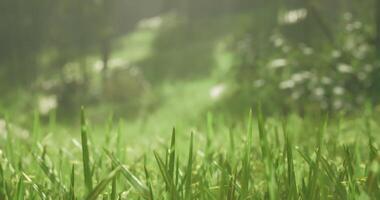 CGI Lush green grass glistening in sunlight within a peaceful natural setting video