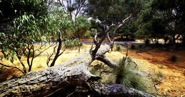 CGI Exploring a serene landscape with fallen tree and vibrant vegetation video