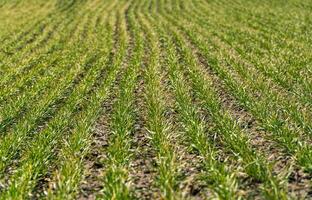 Rows of small green wheat. Small green sprouts of wheat on field photo