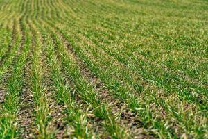 Green wheat grows in rows in the field in early spring. Spring farming concept. Cultivation of plants photo