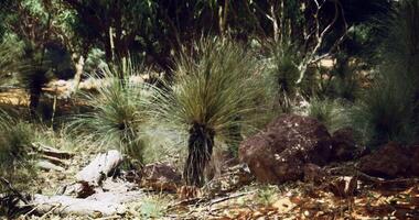 CGI Vibrant native vegetation showing grass plants and stones in natural habitat video