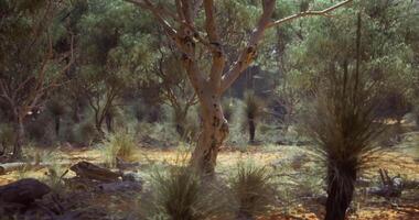 CGI Dense foliage and sunlight filtering through trees in an Australian landscape video