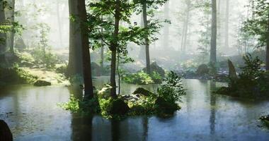 CGI A serene forest setting features a still pond with crystal clear water video