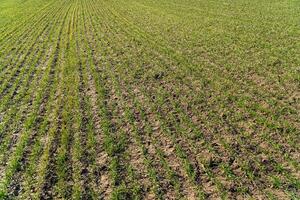 Wheat grows in a field in dry land. Green young shoots of wheat photo