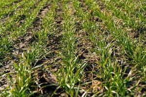 Sprouts of young barley or wheat. Young wheat growing in the field neat rows photo