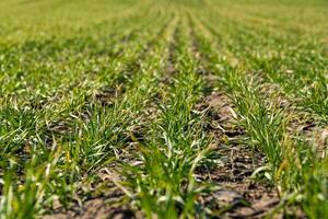 Young wheat seedlings growing in a soil after winter in early spring. Soft focus photo