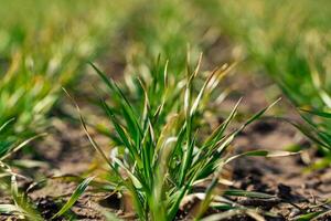 Green sprouted sprouts. An agricultural field with sprouted wheat or oats. Green grass. Close up photo