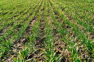 Agricultural field with young green wheat sprouts in early spring. Young sprouts of cereal crop in the field in bright sunlight. photo