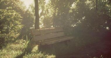 CGI Wooden bench in a serene park surrounded by trees and sunlight video
