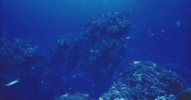 CGI Exploring vibrant underwater landscapes with colorful marine life video