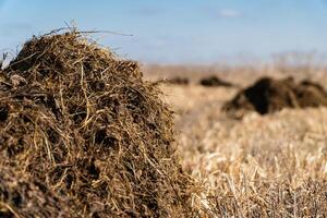 Manure heap on the field in early spring. Agriculture photo