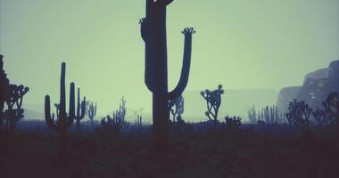 CGI Silhouetted cacti against a hazy backdrop at dusk in a desert landscape video