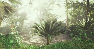 CGI Lush tropical forest with vibrant foliage and misty atmosphere in daylight video