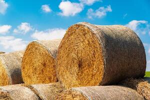 Freshly cut and baled hay stacked. Yellow rolls of straw in the end of summer. Grain crop, harvesting photo
