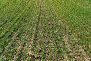 Rows of young green wheat growth in a spring green field. Symmetrical lines of shoots of grain crops photo