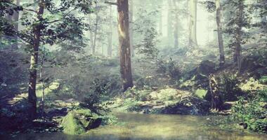CGI Lush forest landscape with mist and serene water reflecting natures beauty video