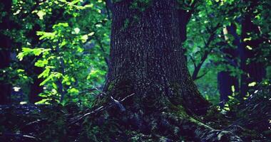 CGI Imposing tree trunk with lush green foliage in a serene forest setting video