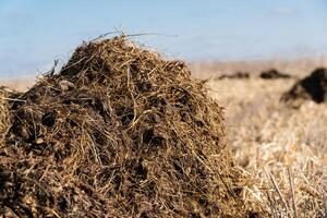 Dung manure, on the field to nourish the soil. Heap of manure have been taken out on the field in early spring to fertilize fields photo