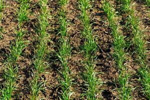 Green wheat growing in soil. Symmetrical lines of shoots of grain crops photo
