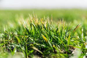Close up of sprouts of young barley or wheat that have sprouted in the soil in early spring. Growing plants. Selective focus photo