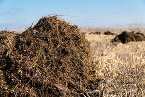 Pile of manure on an agricultural field. Close up of pile of manure in the countryside photo