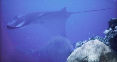 CGI Manta ray gliding elegantly over coral reef in serene underwater environment video