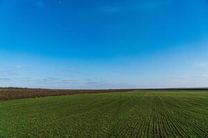 Field of wheat in early spring and blue sky. Agriculture. Natural background photo