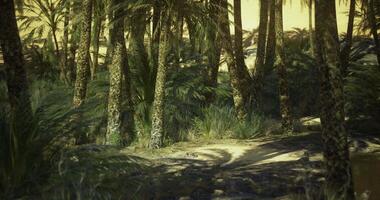CGI Exploration of a lush palm forest under a warm golden sky at dusk video