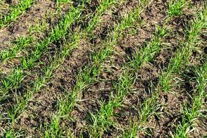 Winter wheat sprout in the field. Rows of young sprouts of wheat. Agriculture and agronomy theme photo