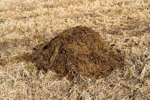 Pile of manure in field. Natural fertilizer manure to obtain a better harvest photo