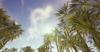 CGI Lush palm trees reaching for a bright sky near a tropical beach location video