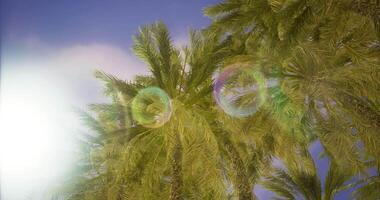 CGI Tropical palm trees sway under a bright blue sky with sunlight and lens flare video