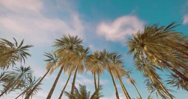 CGI Bright sky viewed from below palm trees at a tropical beach during the day video