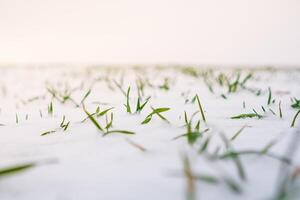 Growing wheat under the snow. Wheat field covered with snow in winter season photo
