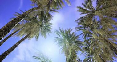 CGI Tall palm trees sway gently under a clear blue sky in a sunny environment video
