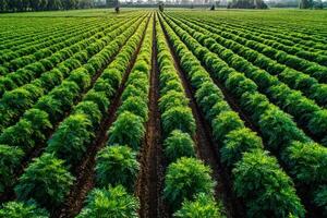 An aerial view of a large field of cannabis plants photo