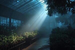 A dark, foggy greenhouse with plants and sunlight photo