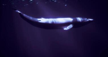 CGI Majestic whale gliding through the deep ocean waters at twilight video