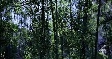 CGI Lush bamboo forest under sunlight creating a tranquil atmosphere video