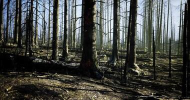 CGI Forest recovery after wildfire shows charred trees and new growth video