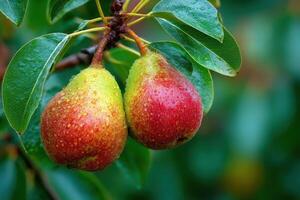 Two pears hanging from a tree with green leaves photo