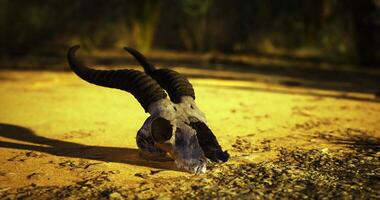 CGI Goat skull with curved horns resting on the ground in a natural setting video